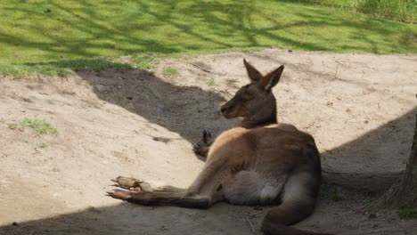 Ein-Känguru-Ruht-Im-Schatten-Und-Genießt-Einen-Moment-Der-Entspannung