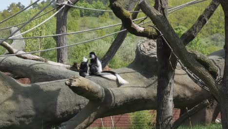 Two-mantled-guereza-monkeys-sit-on-a-fallen-tree-and-look-at-something-in-the-sky-in-Prague-Zoo,-Czech-Republic