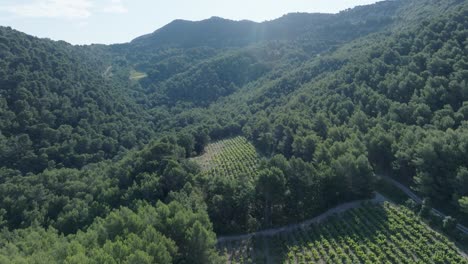 Aerial-Drone-shot-flying-over-Vineyards-Vaucluse-Provence-South-France