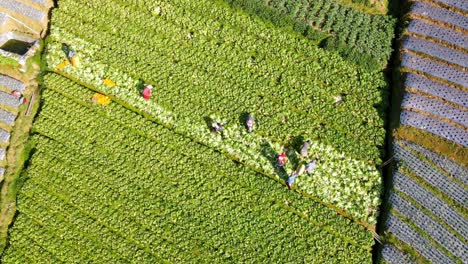 Group-of-farmers-working-on-green-mustard-field,-aerial-top-down-view