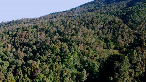 Vast-tropical-forest,-on-slope-of-mount-sumbing