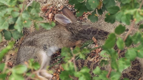 Close-up-framed-by-leaves:-Rattle-Snake-bites,-eats-cottontail-rabbit