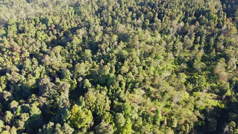 Verde-Bosque-Tropical-En-El-Monte-Sumbing,-Indonesia