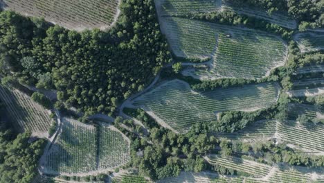 Aerial-Drone-Top-Down-over-Vineyards-Vaucluse-Provence-South-France