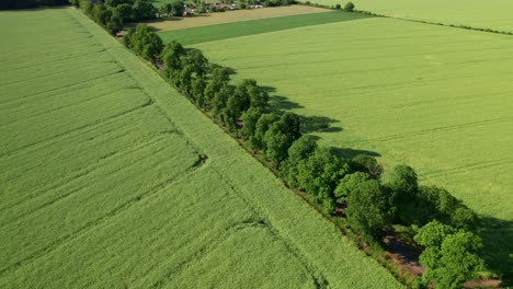 Straight-road-between-green-fields-during-summer,-distance-parallax-drone-shot