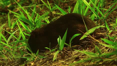Mountain-Beaver-Foraging-In-The-Forest---close-up