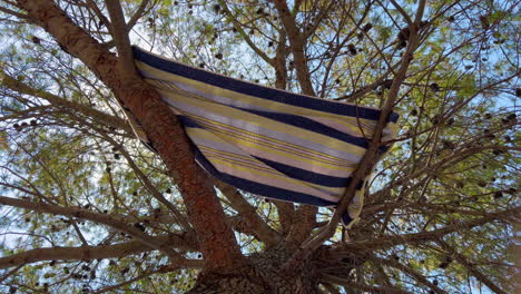 Towel-hanging-and-drying-on-pine-tree-branches
