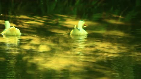 Ducks-Swimming-Over-Lake-With-Reflections-During-Sunset