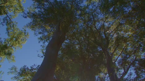 Nach-Oben-Schauen:-Eine-Atemberaubende,-Bewegende-Aufnahme-Hoher-Bäume,-Die-In-Den-Himmel-Ragen-Und-In-Goldenes-Sonnenlicht-Getaucht-Sind