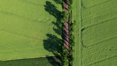 Straight-road-surrounded-by-trees-between-green-fields,-top-down-drone-shot