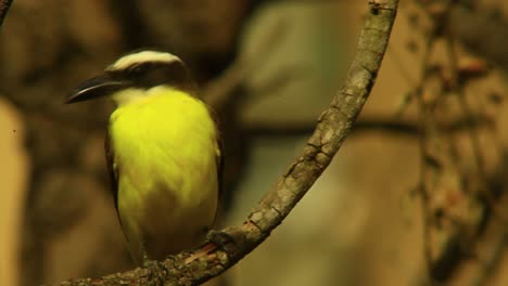 Perching-Great-Kiskadee-Bird-During-Sunset-In-Forest