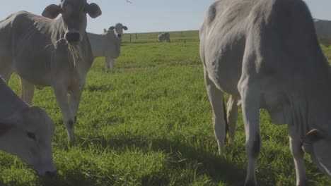 Un-Rebaño-De-Vacas-Blancas-Pastando-En-Exuberantes-Pastos-Verdes-En-El-Campo-Rural-Durante-Un-Día-Soleado-De-Verano-Con-La-Cámara-Colocada-Entre-Ellos