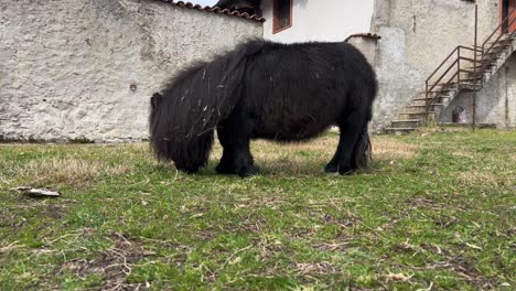 Approach-of-black-pony-with-disability-eating-grass-outdoors