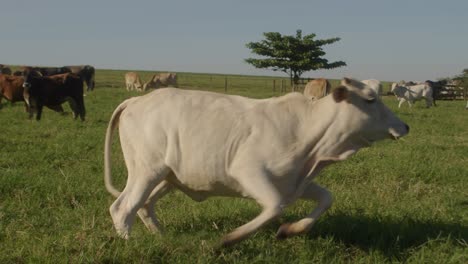 Eine-Erschrockene-Weiße-Kuh-Rennt-An-Einem-Sonnigen-Tag-Auf-Einem-Weiten,-Offenen-Feld-Davon