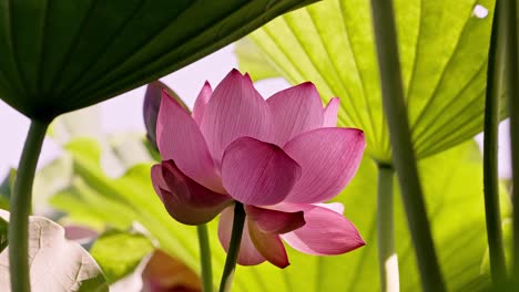 Wunderschöne-Rosa-Lotusblumen-In-Tokio-Ueno
