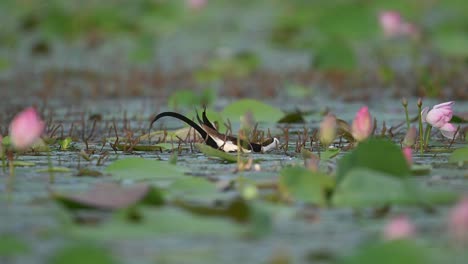 Queen-of-wetland-Pheasant-tailed-jacana-Feeding-in-pond