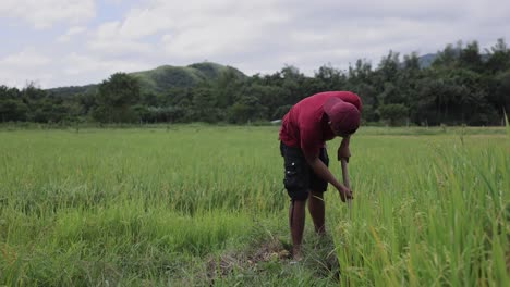 Reisbauer-Auf-Den-Philippinen,-Der-Im-Reisfeld-Spaziert