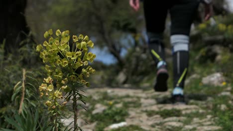 Woman-hiker-on-a-hiking-path-passes-by-a-yellow-wildflower,-Mediterranean-spurge