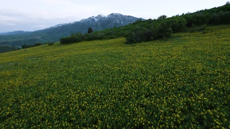 Hermoso-Campo-De-Flores-Silvestres-Amarillas-En-Las-Altas-Montañas-De-Uinta-En-Utah,-Antena