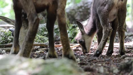 Close-up-shot-of-wild-baby-Chamois-goat-antelopes-grazing-in-forest-mountain,-slow-Motion