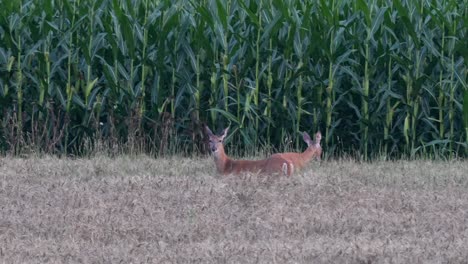 A-white-tailed-deer-feeding-in-a-field-of-wheat-in-the-late-evening-after-sunset