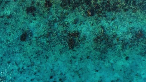 Large-coral-reef-heads-in-crystal-clear-turquoise-Caribbean-sea,-aerial-bird's-eye-view-rising