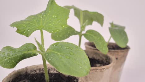 Cucumber-seedlings-with-water-drops-on-leaves-in-clay-pots-on-a-white-background