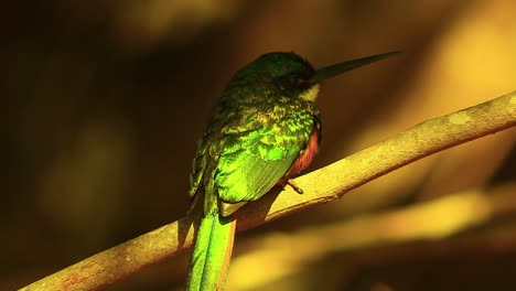 Rotschwanz-Jacamar-Vogel-Schaut-Sich-Um,-Während-Er-Auf-Einem-Ast-Sitzt