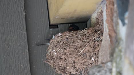 A-barn-swallow-sitting-on-a-nest-in-the-eaves-of-a-building