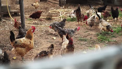 Pollos-Comiendo-Granos-En-Una-Granja-De-Campo-Libre-Con-Pasto-Verde,-Pollo-En-Una-Granja-Orgánica-Vista-A-Través-De-La-Valla