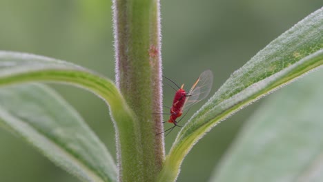 A-red-goldenrod-aphid-on-a-milkweed-plant-in-a-meadow-in-the-summer
