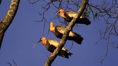 Schwarm-Weißkehlibis-Vögel,-Die-Auf-Einem-Ast-Im-Wald-Sitzen