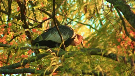 Buff-necked-Ibis-Perched-On-Rainforest-Tree-On-A-Sunny-Day