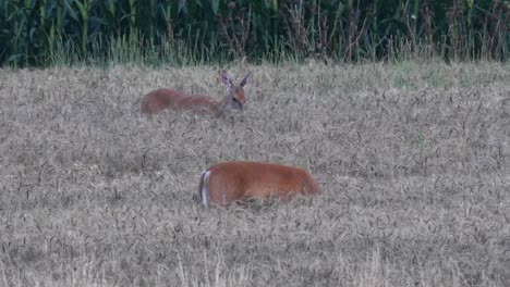 A-white-tailed-deer-feeding-in-a-field-of-wheat-in-the-late-evening-after-sunset