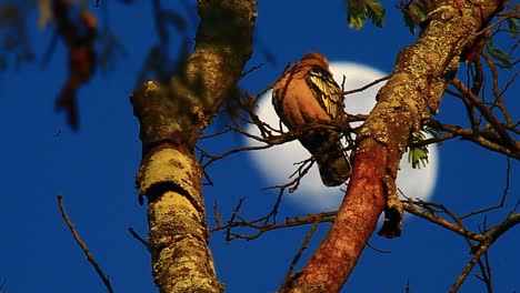 Paloma-Acicalándose-Pájaro-Posado-En-Un-árbol-En-El-Bosque