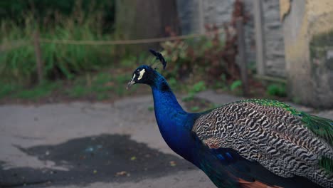 Close-up-shot-of-a-male-domesticated-peacock-with-beautiful-shiny-blue-feathers-turning-his-head-into-the-shot