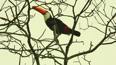 Common-Toucan-Bird-Perching-On-Leafless-Branch-Of-A-Tree-In-The-Forest