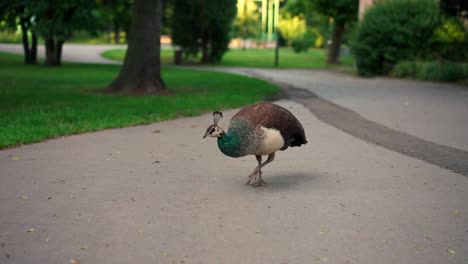 Female-peacock-is-walking-in-a-park-in-an-open-space-towards-the-camera