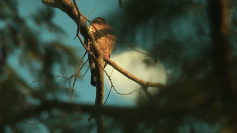 Taubenvogel-Thront-In-Der-Abenddämmerung-Im-Wald-Auf-Einem-Ast