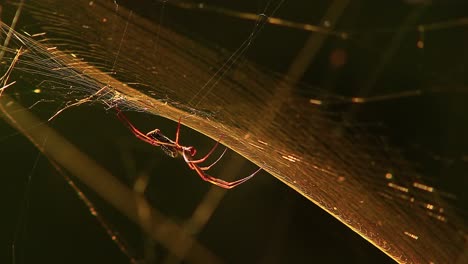 Cinematic-footage-of-a-spider-sitting-in-its-net-upside-down-while-the-net-moves-in-the-wind