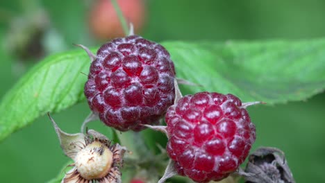Some-bright-red-raspberries-on-the-plant-in-the-outdoors