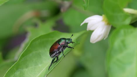Un-Escarabajo-Japonés-En-Una-Planta-Con-Flores-Al-Aire-Libre-Soleado-En-La-Naturaleza