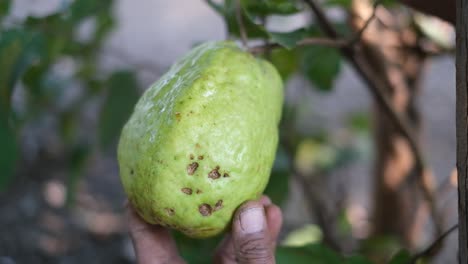 close-up-scene-showing-a-large-sized-guava-fruit-grown-organically