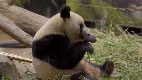 Wunderschöner-Japanischer-Chinesischer-Riesenpandabär-Im-Japanischen-Ueno-Park-Zoo-In-Tokio-Beim-Essen-Genießen-Sie-Bambuszweige,-Den-Ikonischen-Tourismus
