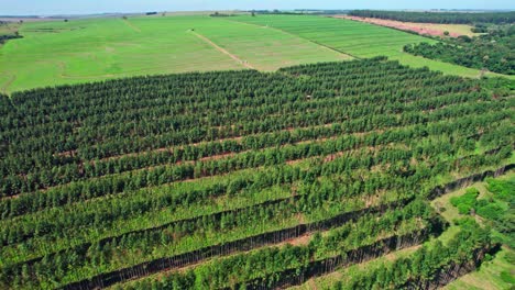 Orchard-trees-in-a-row-at-countryside-farm-in-Brazil---aerial-pullback-reveal