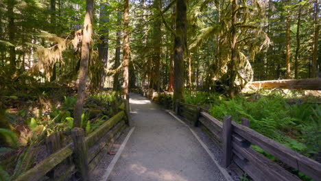 Lush-green-ancient-rainforest,-Vancouver-Island-British-Columbia,-Cathedral-Grove---MacMillan-Provincial-Park,-Canada