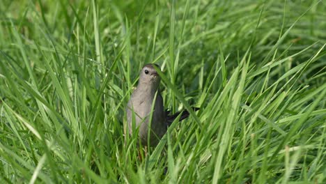 A-gray-catbird-in-the-grass-with-an-insect-in-its-beak-as-it-searches-for-food