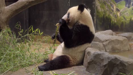 Un-Par-De-Lindos-Y-Adorables-Pandas-Gigantes-Comiendo-Bambú-En-El-Parque-Zoológico-De-Ueno-En-Tokio,-Japón,-Visita-Icónica-Japonesa,-Atracción