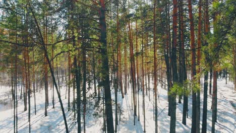 Dünne-Nadelbäume-Mit-Grünen-Nadeln-Im-Verschneiten-Wald