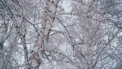 birch-grove-with-branches-covered-with-snow-after-snowfall